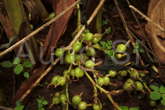 Elettaria cardamomum